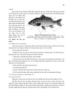 THỰC HÀNH ĐỘNG VẬT HỌC (PHẦN HÌNH THÁI – GIẢI PHẪU) part 7 doc