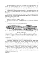 THỰC HÀNH ĐỘNG VẬT HỌC (PHẦN HÌNH THÁI – GIẢI PHẪU) part 6 pot