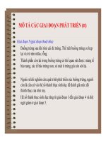 Đại cương về Mô và Phôi : Phát triển của tôm he part 3 pot