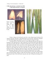 Sâu hại cây lương thực - lúa, bắp, khoai : Sâu hại cây lúa part 2 ppt