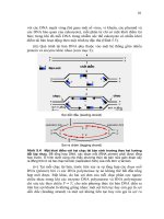 Giáo trình Nucleic Acid part 6 pdf