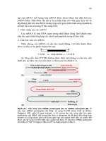 Giáo trình Nucleic Acid part 5 doc