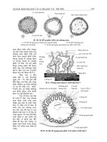 Phôi thai học part 3 potx