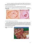 Kỹ thuật sinh sản cho bò sữa part 7 potx