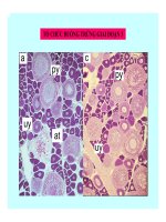 Đại cương về Mô và Phôi : PHÁT TRIỂN CỦA CÁ XƯƠNG part 3 doc