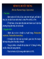 Bênh tụ huyết trùng ở trâu bò doc