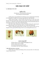 Sâu hại cây lương thực - lúa, bắp, khoai : Sâu hai cây bắp part 1 doc