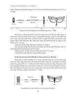 Sâu hại cây lương thực - lúa, bắp, khoai : Sâu hại cây lúa part 5 doc