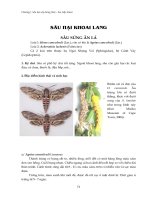 Sâu hại cây lương thực - lúa, bắp, khoai : Sâu hại khoai lang potx