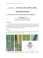 Sâu hại cây lương thực - lúa, bắp, khoai : Sâu hại cây lúa part 1 ppt