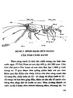 Sinh học và kỹ thuật một số loài cá nước ngọt part 8 ppsx