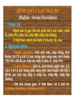 Bệnh sán lá gan ở trâu bò pps