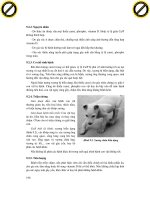 Giáo trình phân tích lượng khánh sinh diệt vi khuẩn bội nhiễm đường ruột xảy ra trên lớp biểu mô của vách ruột p8 docx