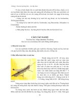 Sâu hại cây lương thực - lúa, bắp, khoai : Sâu hại cây lúa part 4 potx