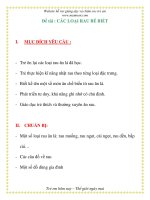 Giáo án chương trình mới: Lớp Chồi Đề tài : CÁC LOẠI ppsx