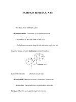HORMON SINH DỤC NAM ppt