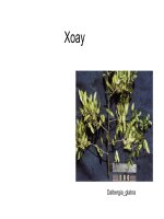 Bộ đậu part 10 potx