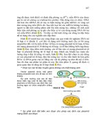 Giáo trình di truyền học và vi sinh vật ứng dụng part 9 ppt
