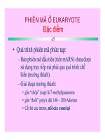 CÁC QUÁ TRÌNH SINH HỌC Ở MỨC PHÂN TỬ part 5 pot