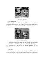 Công nghệ chăn nuôi : GIỐNG VÀ CÔNG TÁC GIỐNG VẬT NUÔI part 10 pot