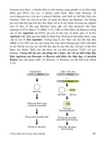 GIÁO TRÌNH CÔNG NGHỆ GEN TRONG NÔNG NGHIỆP part 6 doc