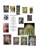 Cây cảnh, cây hoa cảnh part 2 pdf