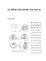 SỰ HÌNH THÀNH HỆ TIM MẠCH doc