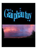 Giải phẫu tụy part 1 pptx