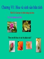 bài giảng sinh học lớp 6 các loại rễ các miền của rễ