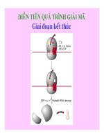 CÁC QUÁ TRÌNH SINH HỌC Ở MỨC PHÂN TỬ part 10 ppt