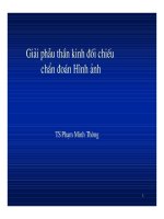 Giải phẫu thần kinh đối chiếu chẩn đoán Hình ảnh part 1 potx