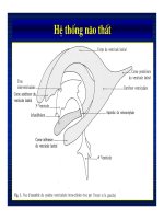 Giải phẫu thần kinh đối chiếu chẩn đoán Hình ảnh part 2 ppt