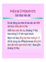 CÁC QUÁ TRÌNH SINH HỌC Ở MỨC PHÂN TỬ part 4 pdf