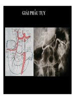 Giải phẫu tụy part 3 docx