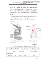 Giáo trình thực tập vi sinh cở sở part 3 ppt
