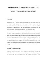 STREPTOCOCCUS SUIS VÀ SỰ GIA TĂNG NGUY CƠ GÂY BỆNH CHO NGƯỜI potx