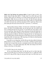 GIÁO TRÌNH CÔNG NGHỆ GEN TRONG NÔNG NGHIỆP part 3 potx