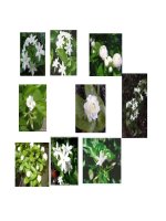 Cây cảnh, cây hoa cảnh part 5 doc