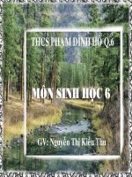 bài giảng sinh học lớp 6 các đặc điểm bên ngoài của lá