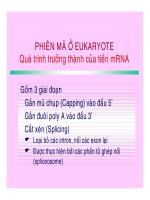 CÁC QUÁ TRÌNH SINH HỌC Ở MỨC PHÂN TỬ part 6 potx