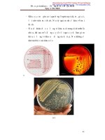Giáo trình thực tập vi sinh cở sở part 5 docx