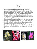 Cây cảnh, cây hoa cảnh part 6 doc