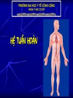 giải phẫu hệ tuần hoàn