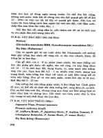 Cây Cảnh - Hoa Việt Nam Phần 8 pot