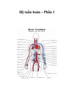 Hệ tuần hoàn – Phần 1 pot