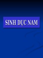 Giải phẫu: Cơ quan sinh dục nam