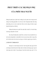 PHÁT TRIỂN CÁC BỘ PHẬN PHỤ CỦA PHÔI THAI NGƯỜI pot