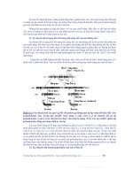 Giáo trình sinh hóa động vật phần 10 doc