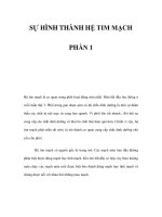 SỰ HÌNH THÀNH HỆ TIM MẠCH - PHẦN 1 pptx