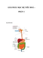 GIẢI PHẪU HỌC HỆ TIÊU HOÁ – PHẦN 1 pptx